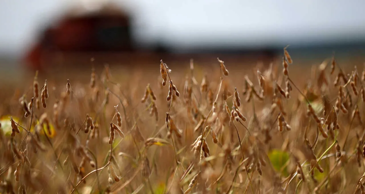 Colheita de soja na Argentina atinge 4,3% e a de milho alcança 12,7%