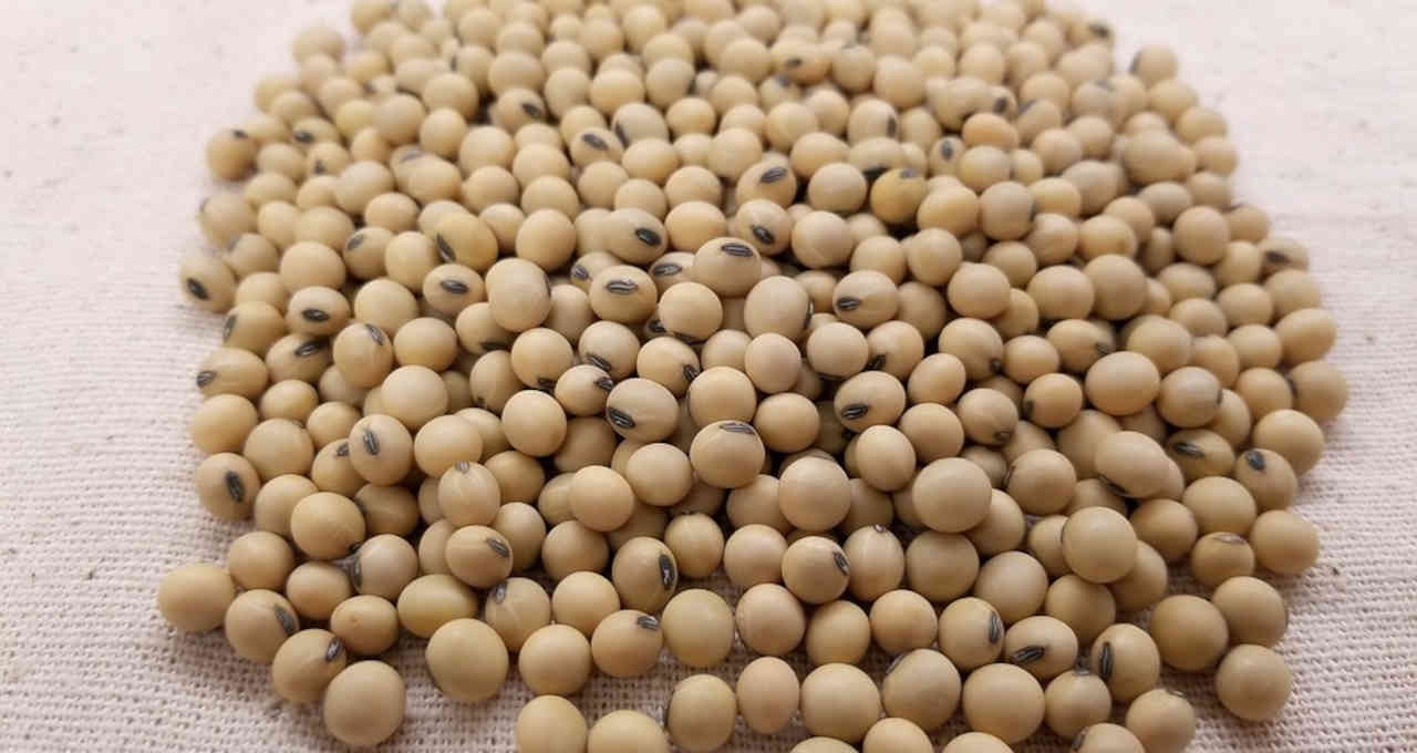 Abiove eleva previsão de exportação de soja e farelo do Brasil