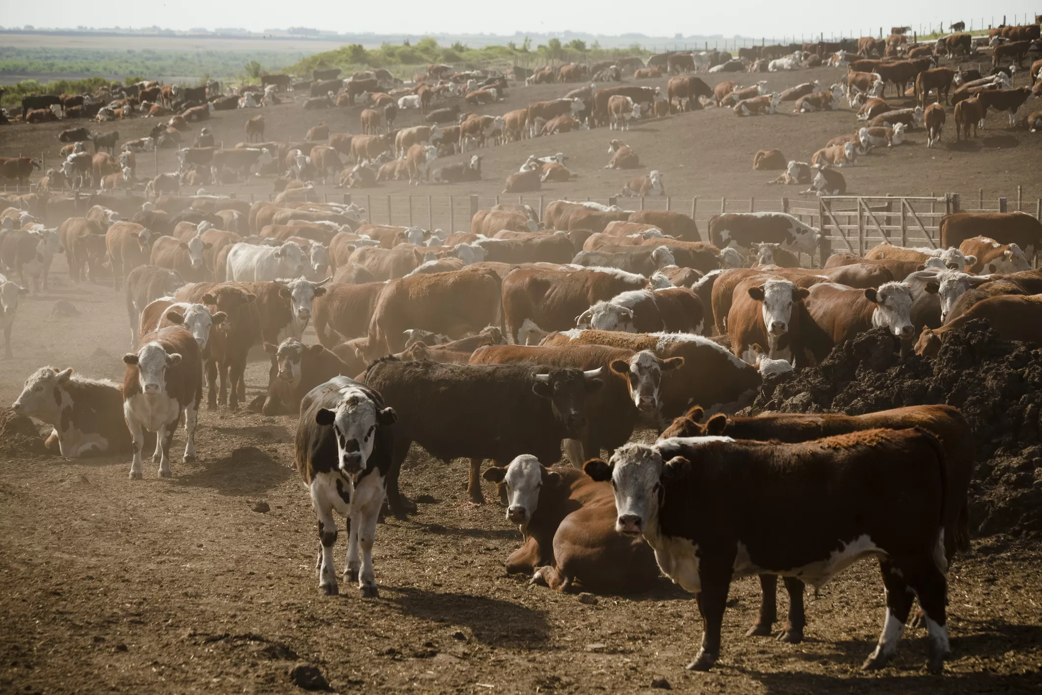 Queda no abate de gado se aprofunda nos EUA e pressiona JBS e Marfrig
