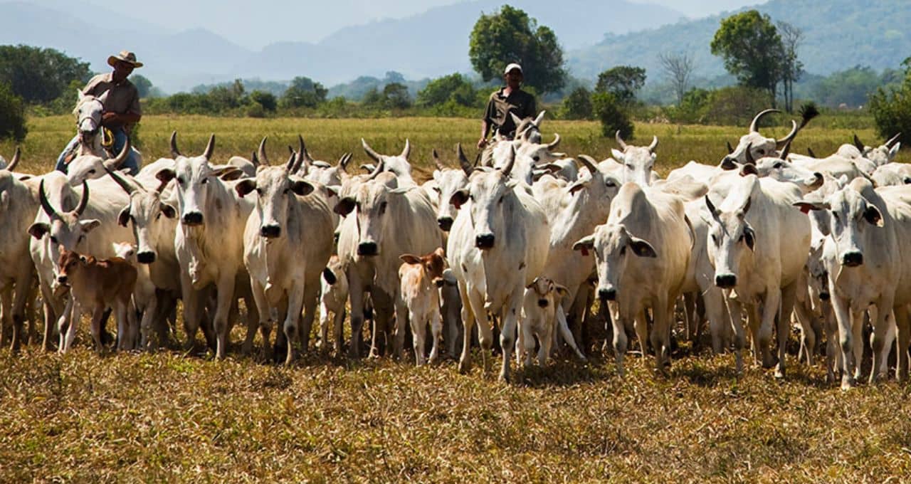 De olho no boi: O que recorde nos abates de bovinos diz sobre 2023 e aponta para 2024?