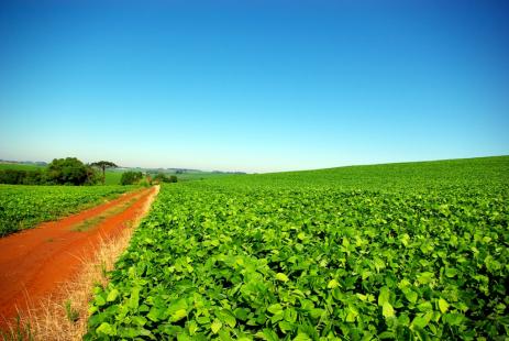Indústria de óleos vegetais corta previsão para a produção brasileira de soja