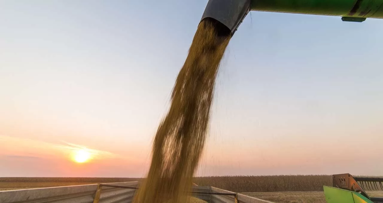 Chicago, Argentina e seca: Os fatores que mexem com a soja no começo de 2024
