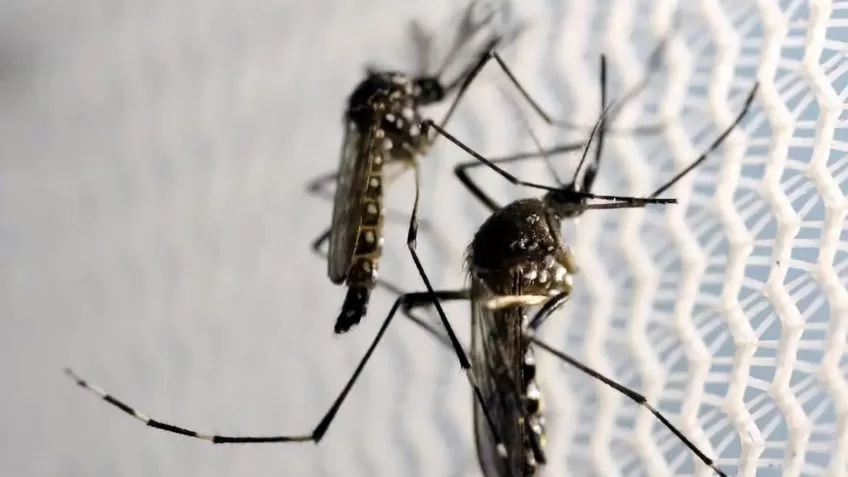 Cidade do Rio de Janeiro confirma 1ª morte por dengue