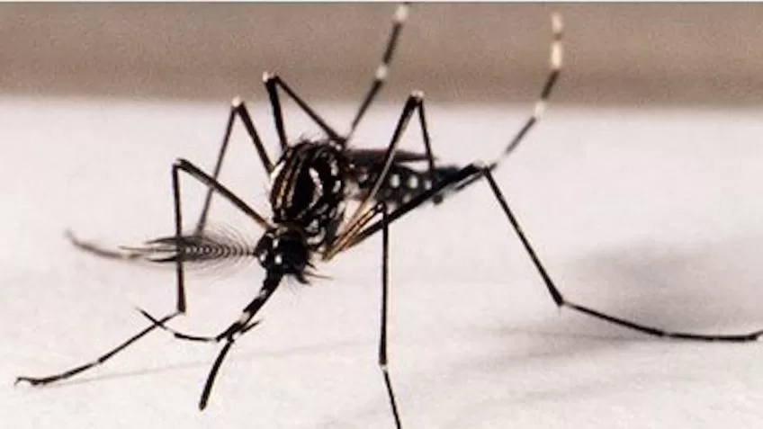 Dengue faz 3 Estados e DF decretarem situação de emergência