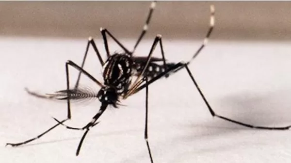 Brasil já vive 7º pior ano em número de casos de dengue desde 2000