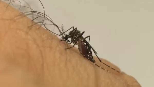 Saiba como a dengue é transmitida e as características da doença