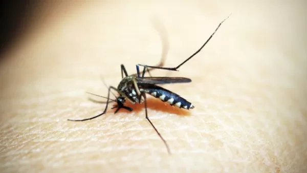 Estudo detecta vírus da zika e da chikungunya em ovos de mosquito