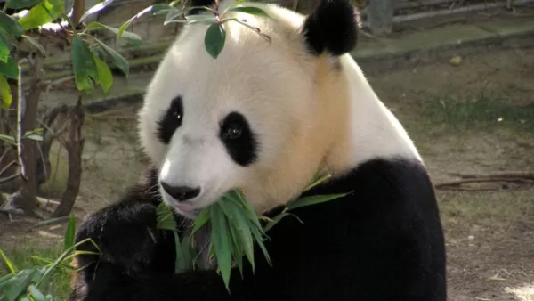 Pequim abrirá base de conservação de pandas em 2025