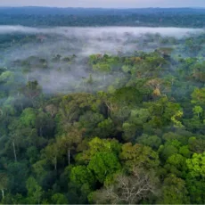 Preservação da Amazônia: quem vai pagar a conta?