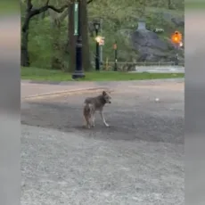 Vídeo: Coiote é visto no Central Park, em Nova York