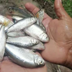 “Chuva de peixes”: entenda o estranho fenômeno que acontece em Honduras