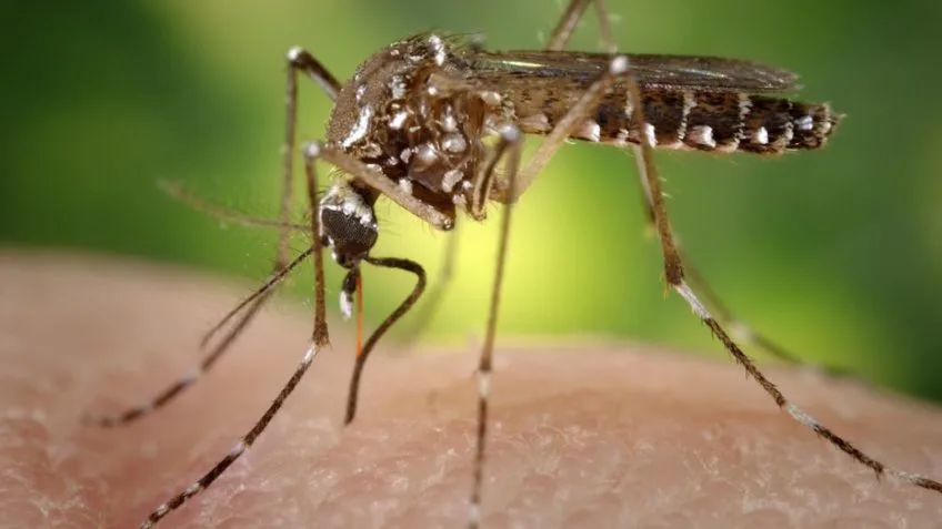 Brasil registra mais 51.007 casos prováveis de dengue