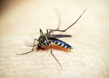 Brasil registra mais 223.523 casos prováveis de dengue