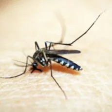 Brasil registra mais 223.523 casos prováveis de dengue