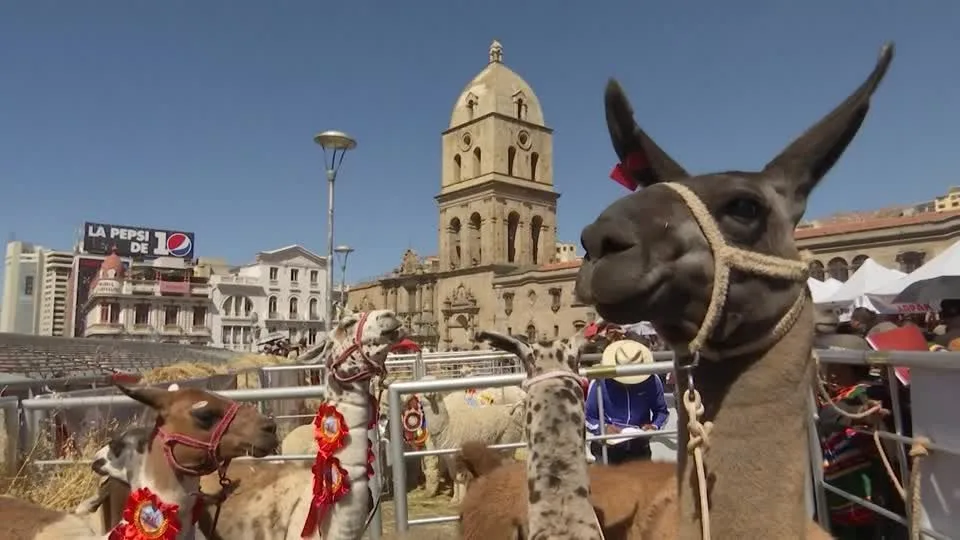 Bolívia realiza festival de lhamas em La Paz