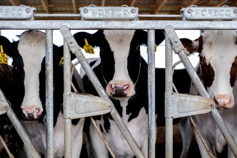 Amostras de vaca dos EUA enviada para abate detectaram gripe aviária, diz USDA