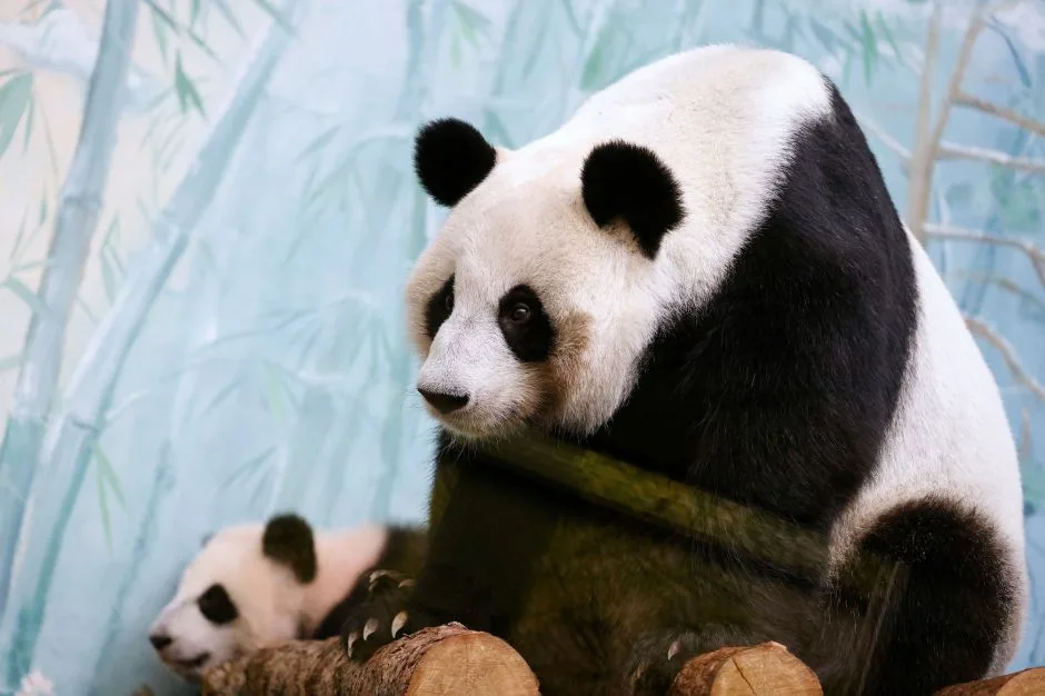 China enviará dois pandas gigantes para os EUA ainda este ano