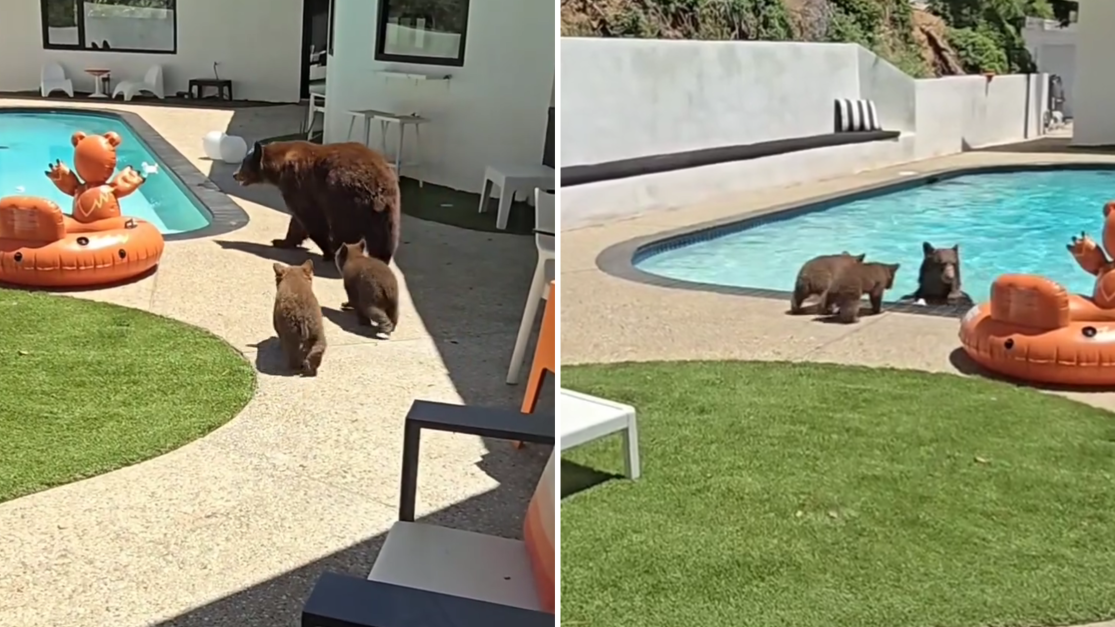 EUA: ursa pula na piscina e mostra aos filhotes como nadar; veja vídeo