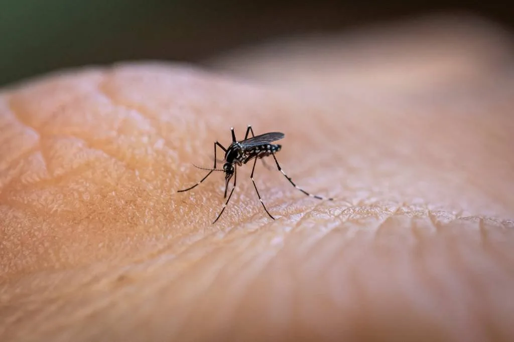 Internações por dengue e síndrome respiratória sobem em 96% dos hospitais de SP