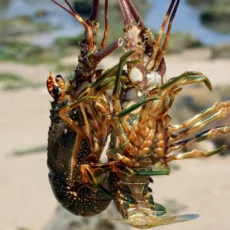 Novas regras tentam recuperar população de lagostas e estipulam limites para captura