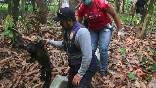 Onda de calor extremo mata macacos ameaçados de extinção no México