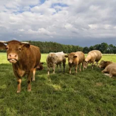 Abates de bovinos continuam em alta no país; Minerva vê ciclo favorável até 2025