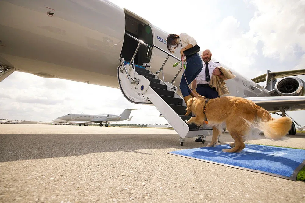 Companhia aérea tem voo especial para cães: saiba qual é e quanto custa 