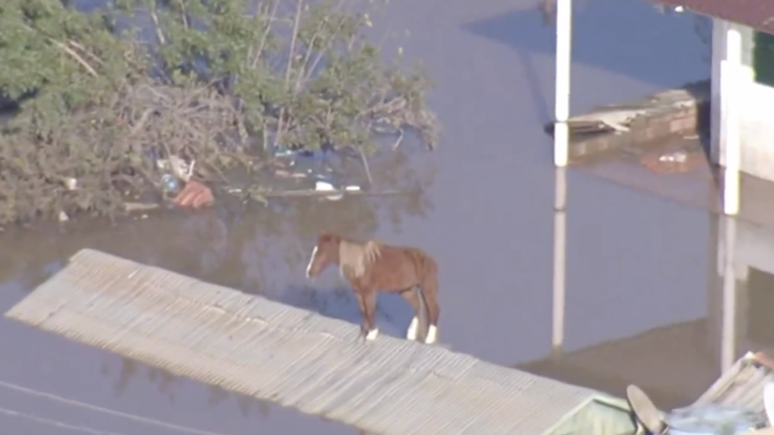 Cavalo ilhado em telhado está vivo e segue a espera de resgate