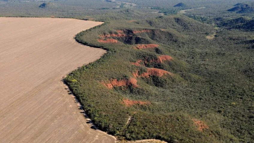 Desmatamento no Brasil cai 11,6% em 2023, diz MapBiomas