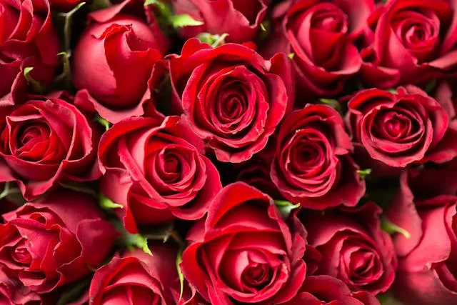 Rosas lideram vendas no Dia das Mães, o “Natal das flores”