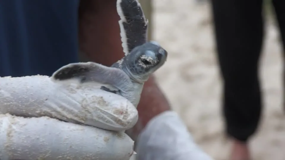 Mudanças climáticas ameaçam conservação de tartarugas marinhas na Malásia