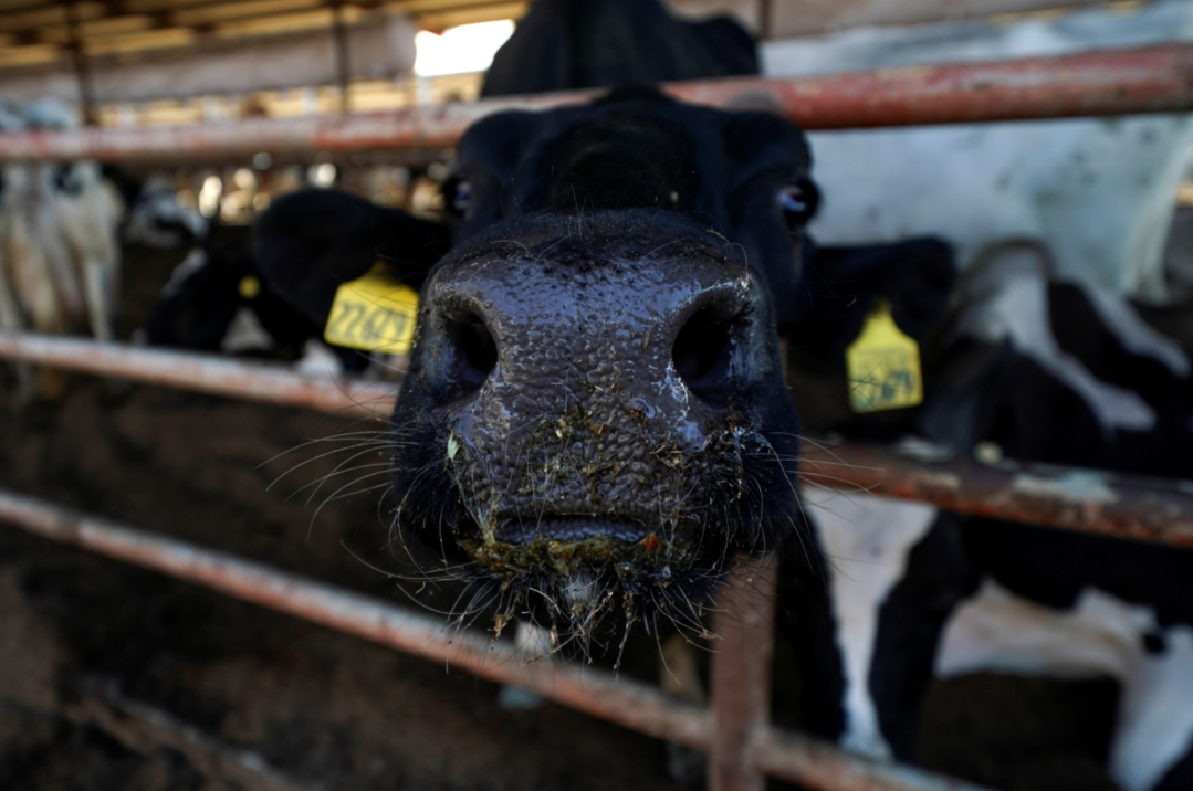 Vacas infectadas com gripe aviária morreram em cinco Estados dos EUA