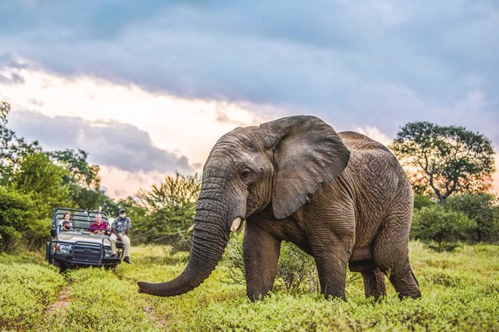 Pesquisadores registram pela primeira vez elefantes realizando rituais de enterro de filhotes