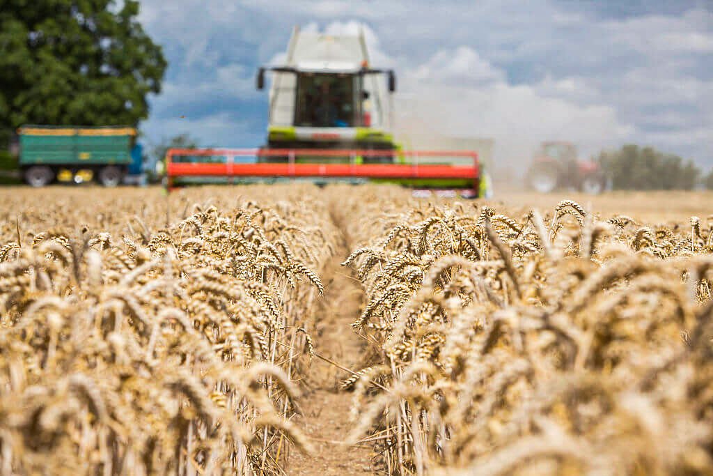 Argentina pode colher 21 milhões de toneladas de trigo em 2024/25; entenda como isso afeta o Brasil