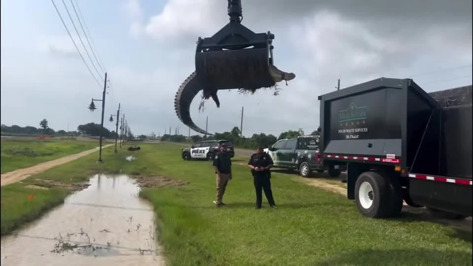 Vídeo: Jacaré de mais de três metros é capturado perto de estrada do Texas