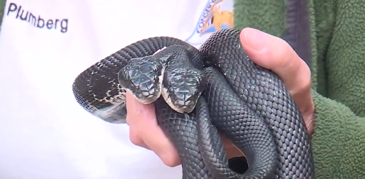 Cobra de duas cabeças é a mais nova atração de Centro de Conservação nos EUA