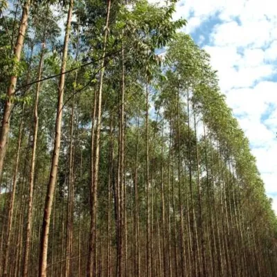 Setor florestal terá ciclo de investimento “ainda maior” que o atual, diz Paulo Hartung