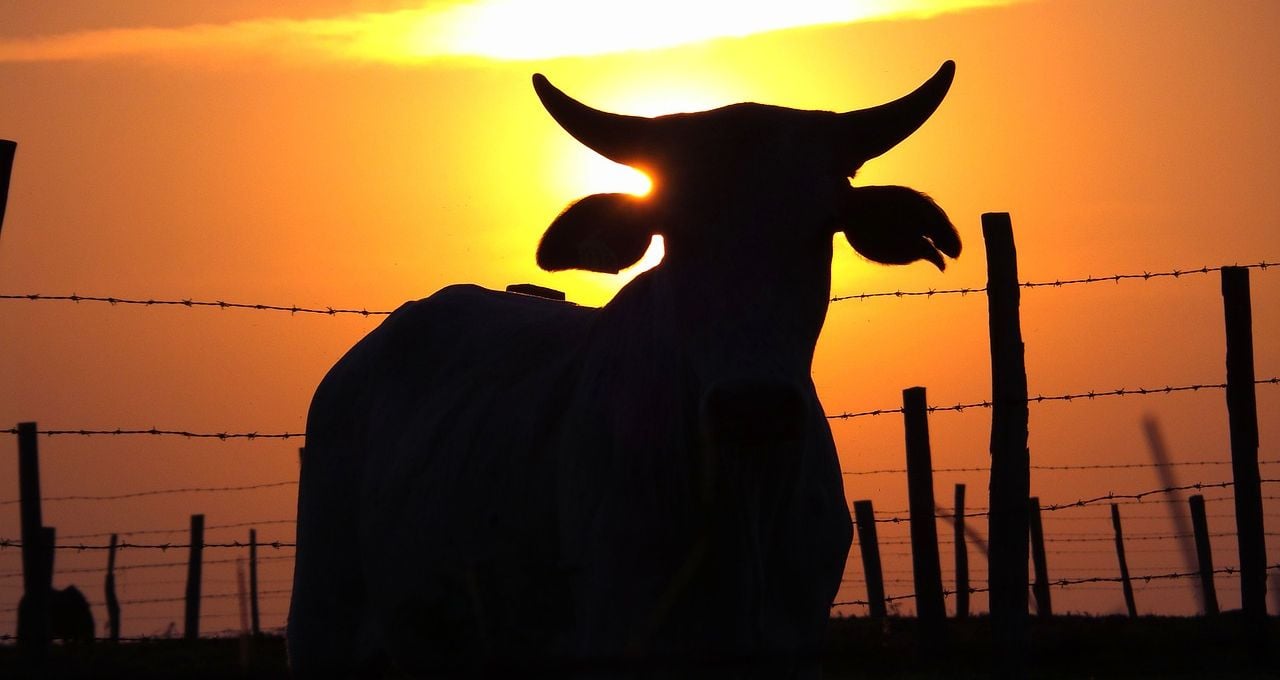 Volume de carne bovina do Brasil cresce no ‘fim da safra do boi’; dólar em R$ 5,45 promete virada?