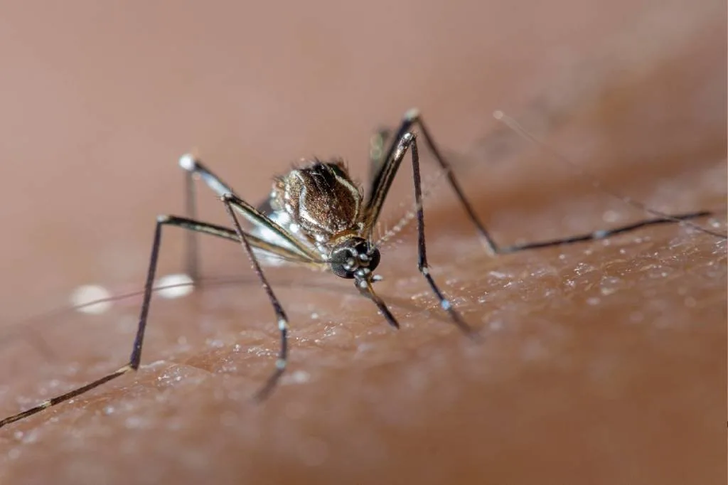 Brasil é líder em casos de dengue no mundo, com 82% do total registrado, diz OMS
