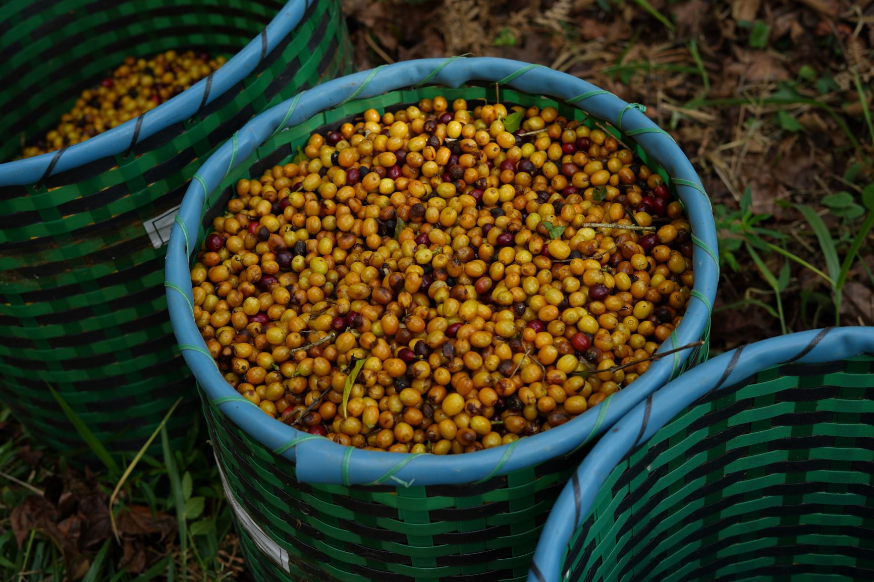 Como o café brasileiro bateu recorde de exportações e virou “queridinho” na Ásia