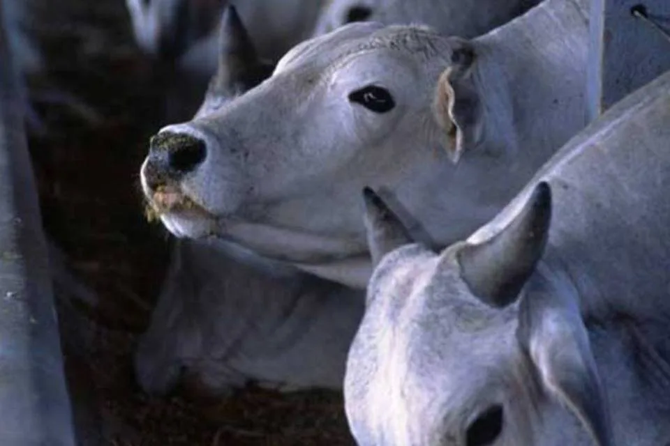 Brasil tem vaca mais cara já vendida na história, com preço que chega a R$ 20 milhões