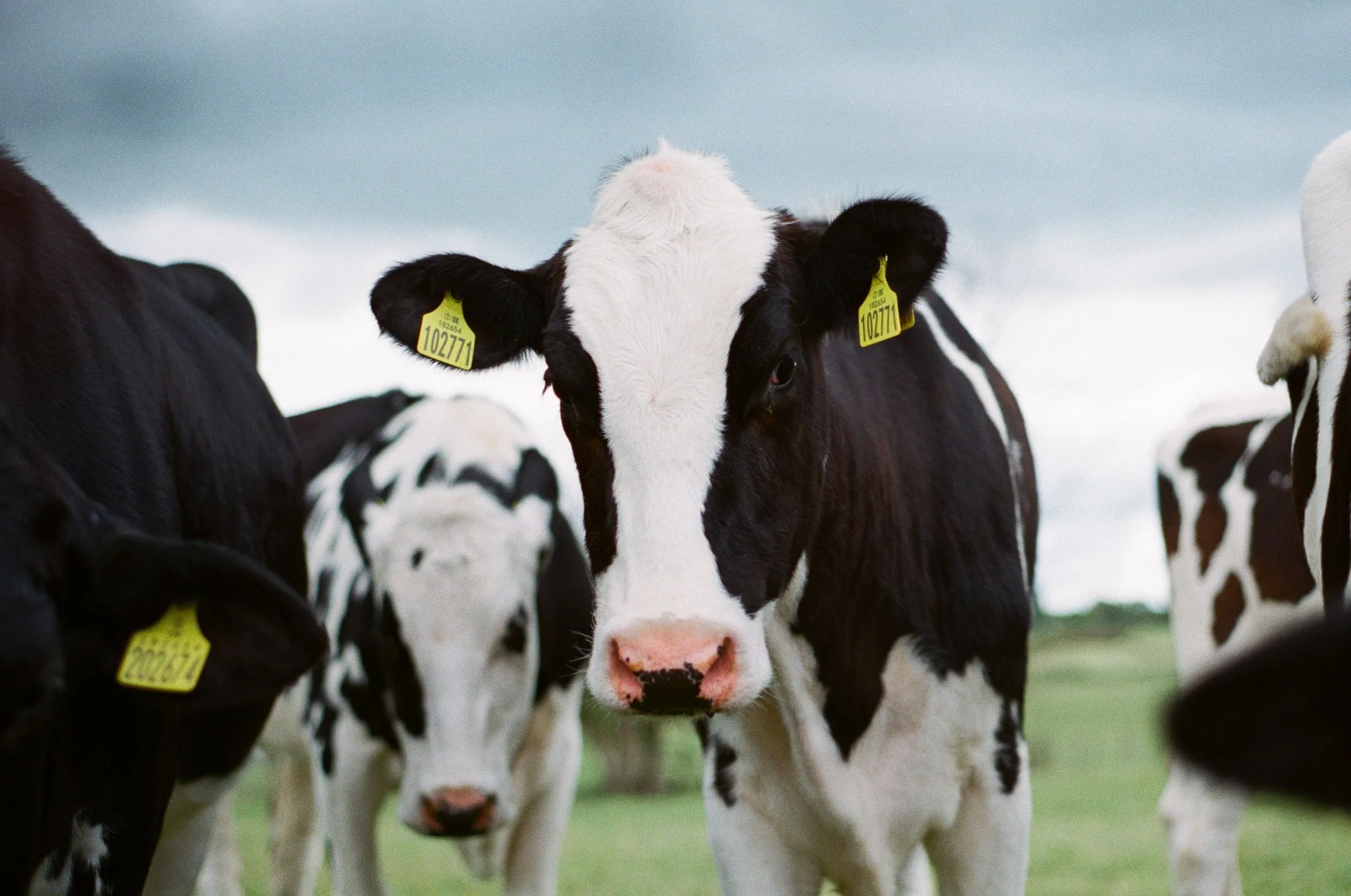Cinco estados dos EUA registraram mortes de vacas infectadas com gripe aviária