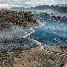 Amazônia Legal: estudo mostra de onde parte a pressão pelo desmatamento