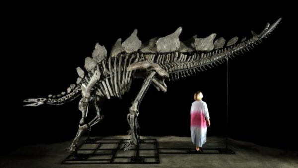 O investidor que “aposta” em fósseis. E acaba de comprar um dinossauro por US$ 44,6 milhões