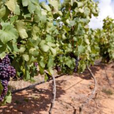 Esta vinícola de SP liderou uma revolução na produção de vinho e já vê a próxima grande virada