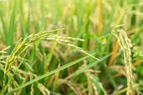 Plano Safra 24/25: Governo lança programa para incentivar produção de arroz no Brasil