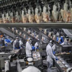 Newcastle preocupa, mas suspensão de frango para a China “deve durar 30 dias”, diz ABPA