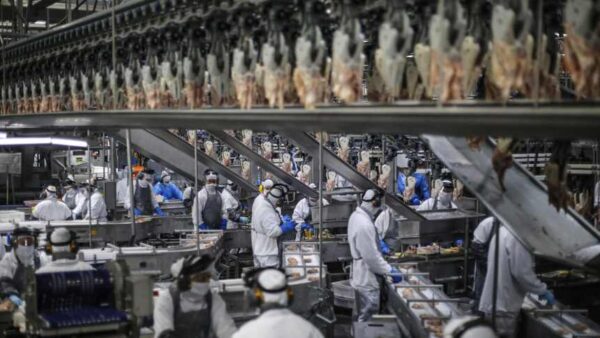 Newcastle preocupa, mas suspensão de frango para a China “deve durar 30 dias”, diz ABPA