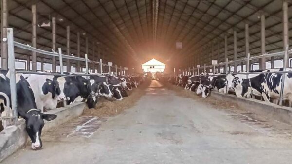 Na “cidade do leite”, Melkstad bate recorde de produção e caminha para o topo do ranking