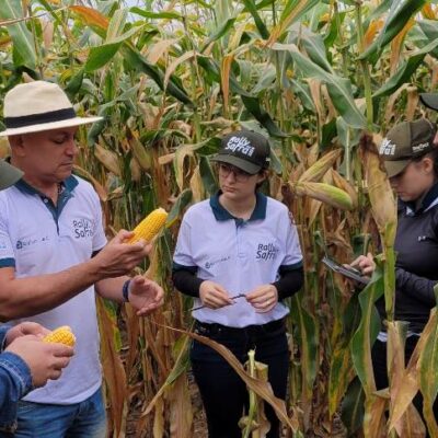 “Safrinha” de milho ultrapassa 100 milhões de toneladas, diz Agroconsult
